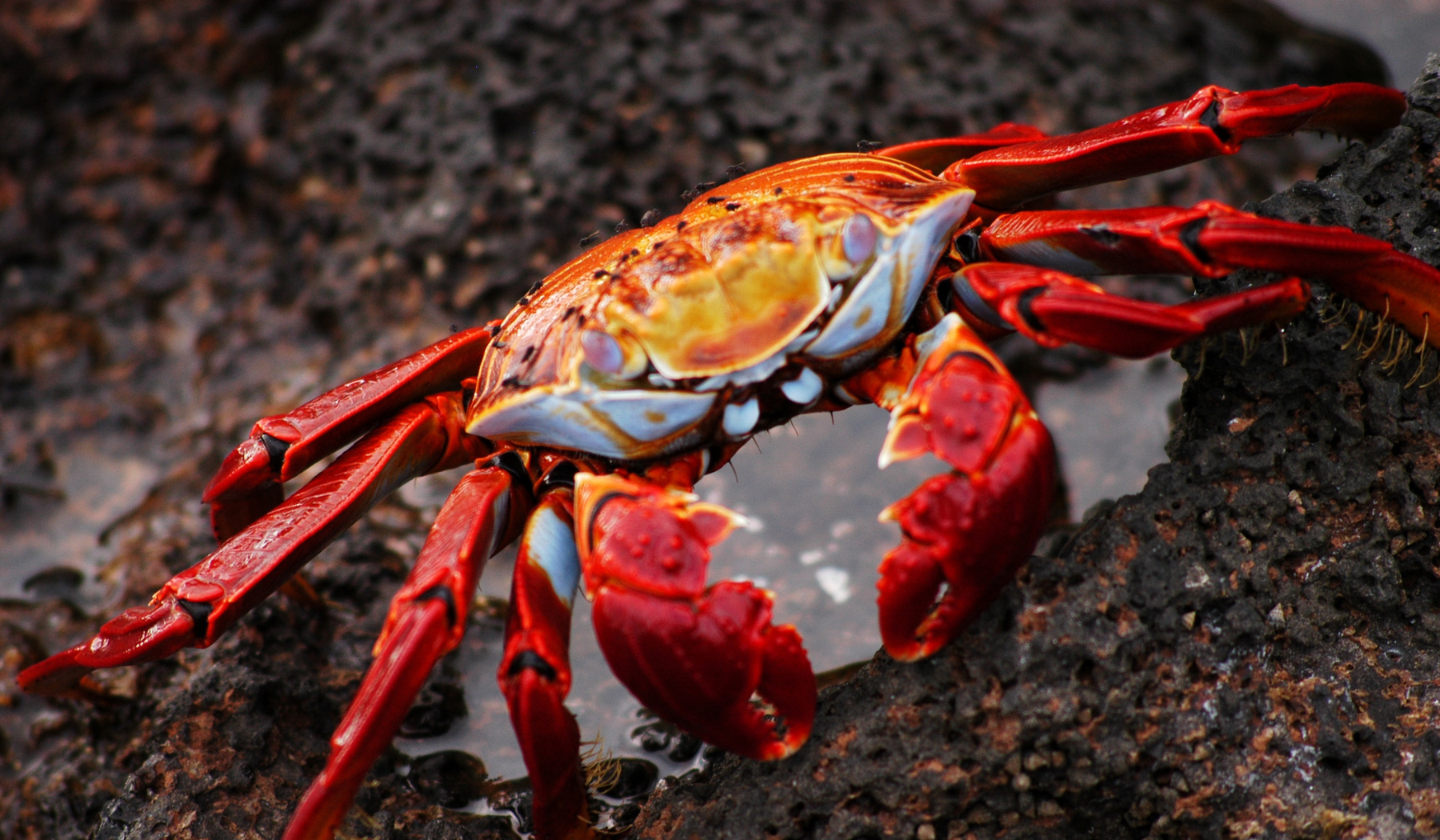 crabe_rouge_equateur