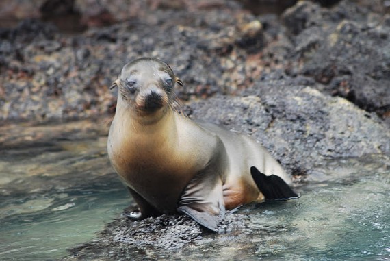 Parc national Galapagos, Equateur