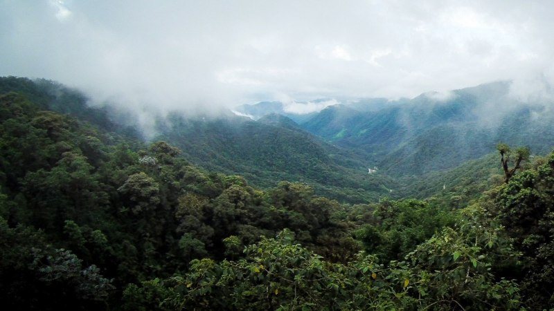 forêt nuageuse Guajalito