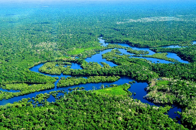 Forêt Amazonienne