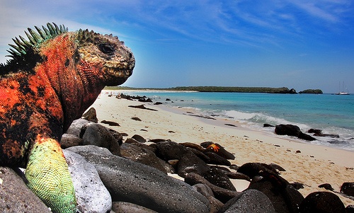 Îles Galapagos