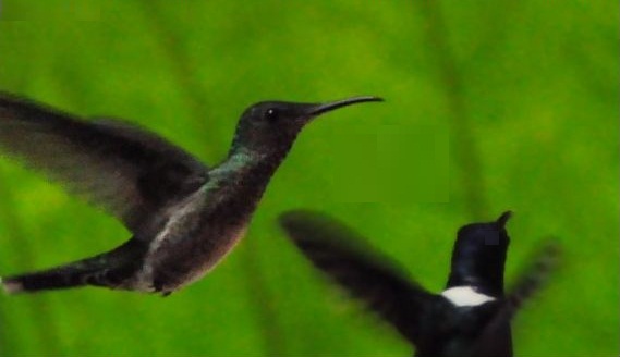 HummingbirdEcuadorGreen