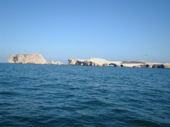 Islas Ballestas - Peru (10)