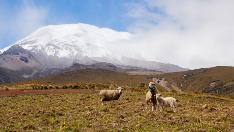 3 moutons au volcan de Chimborazo