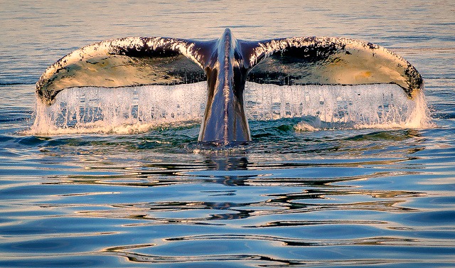 Baleine à bosse