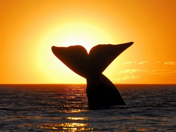 baleine peninsule de Valdes Argentine