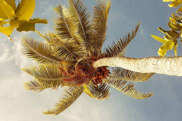 Sous les cocotiers, la plage