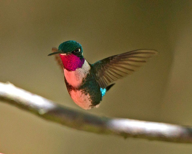 Un colibri dans la forêt amazonienne © Lip Kee