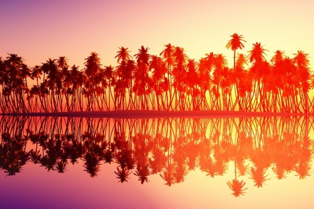 coucher de soleil palmiers