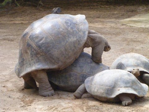 tortues Amérique du Sud