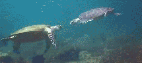 Bonne nouvelle : tortues des galapagos