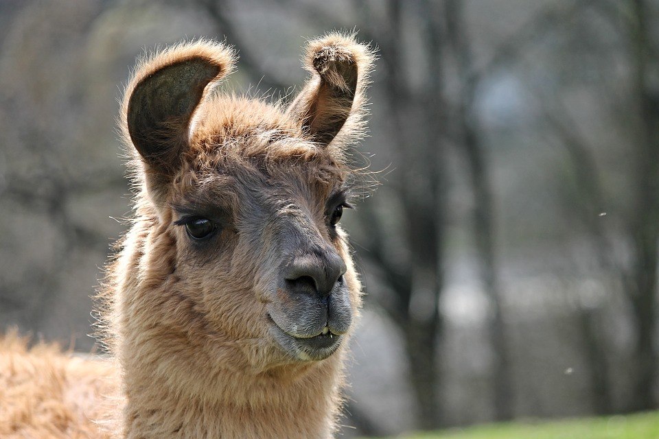 Photo portrait d'un lama par Manfredrichter