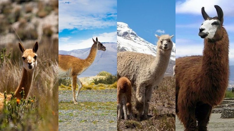 différences lama, alpaga, guanaco et vigogne. Crédits photo de droite : flickr