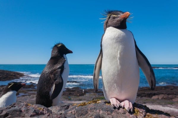 pingouins Patagonie