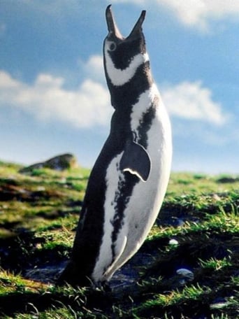 pinguin chile
