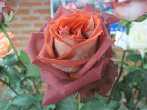 rosas3