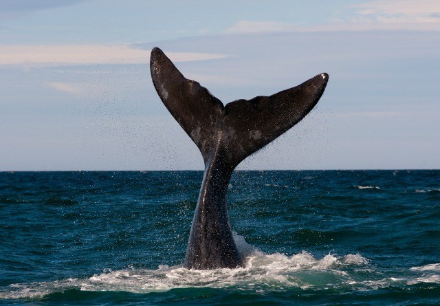 Que voir en Patagonie ? Baleine dans la Péninsule de Valdez