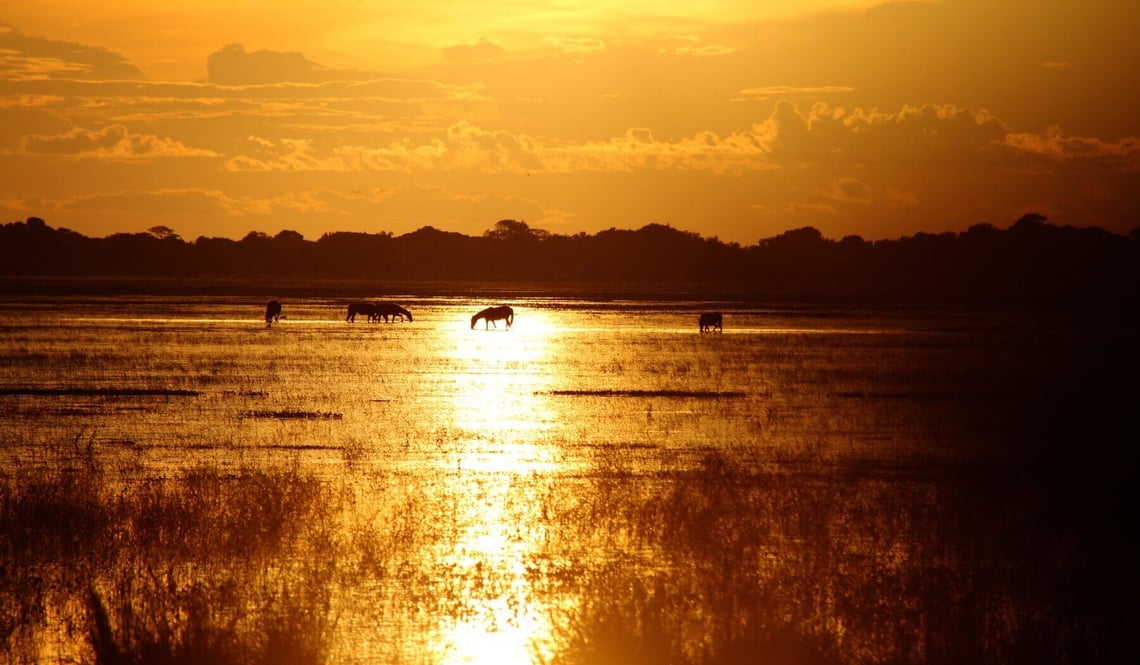 Los Llanos (1)