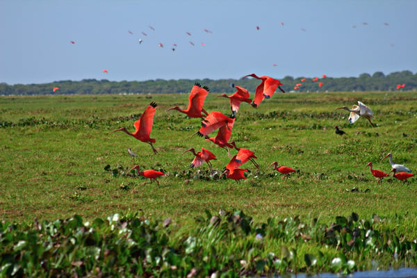 Los llanos Venezuela