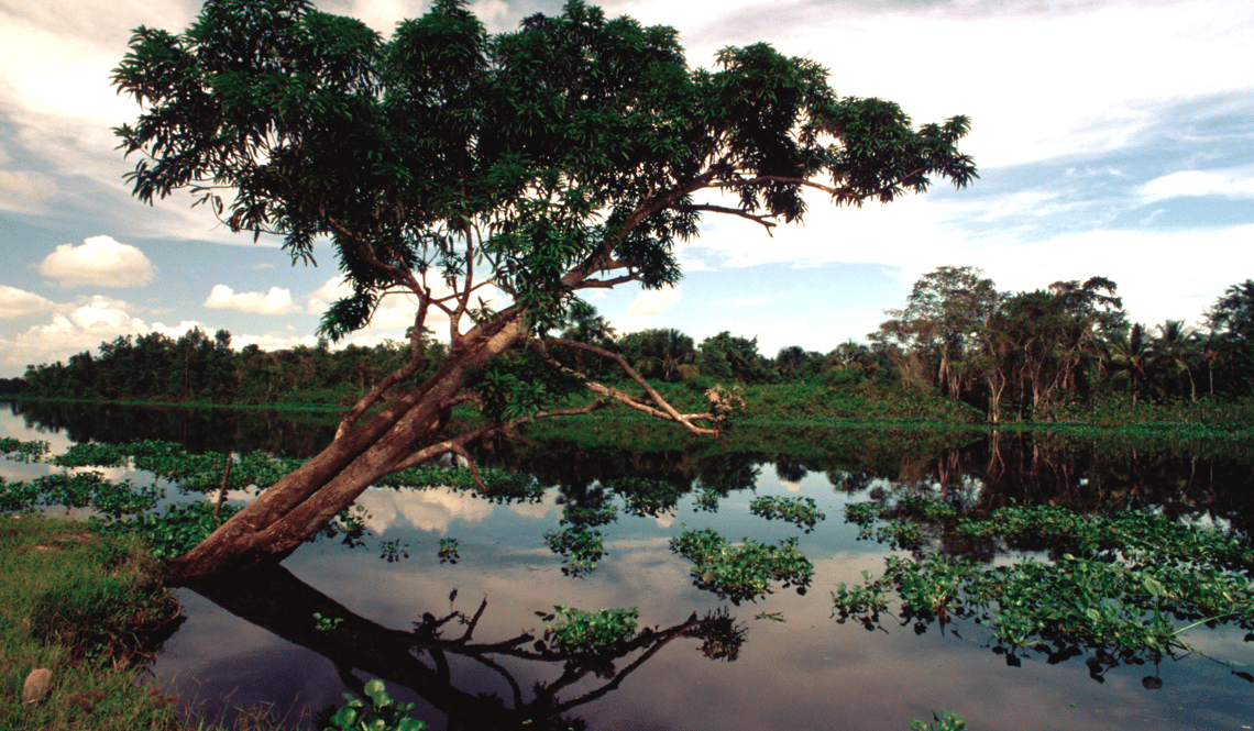 Delta de l'Orénoque