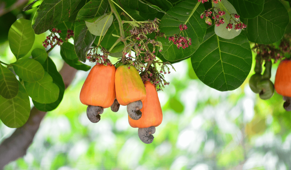 Cashews