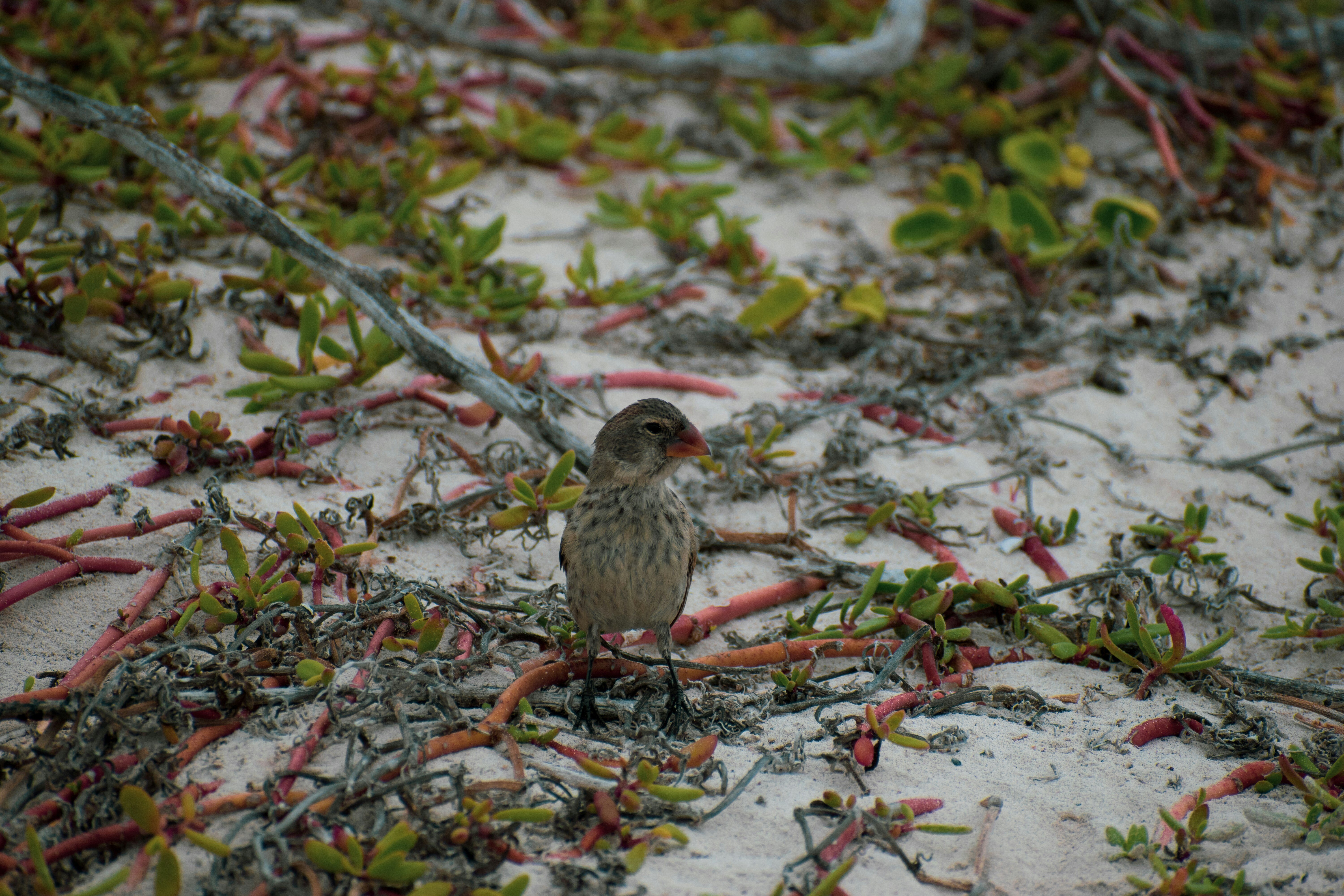 Un pinson des Galápagos