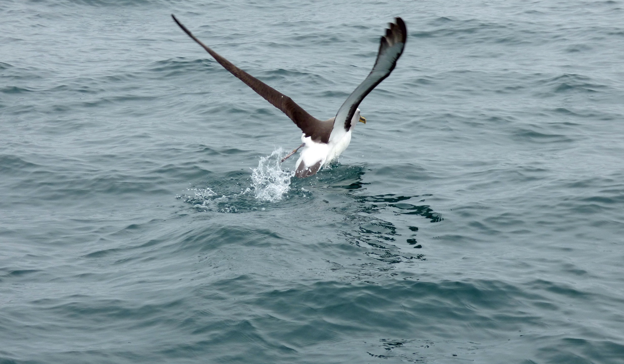 albatros-galapagos