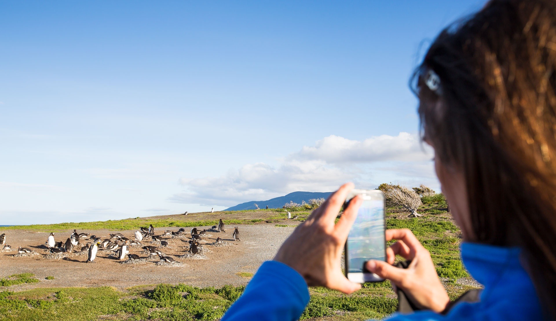 Les pingouins de Magellan sont les mieux observés de septembre à avril. Source : Viventura
